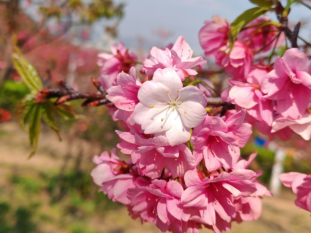 花团锦簇  樱你而来1陈江涛.jpg